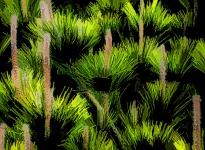 Pine Needle Branches Background