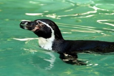 Penguin Water Diving Zoo