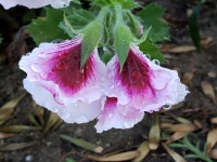 Pink And White Wet Flowers
