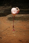 Pink Flamingo In A Bird Park