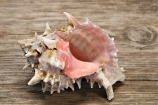 Pink-mouthed Murex Seashell