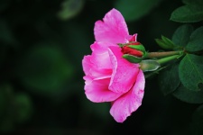 Pink Rose Bloom With Unopened Bud