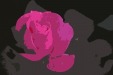 Pink Rose Bud Cutout Image