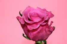 Pink Rose On Pink Close-up