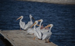 Pod Of Pelicans On Dock