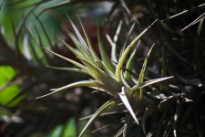 Pointed Leaves Of An Epiphyte Plant