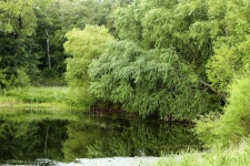 Pond And Willow Trees