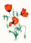 Poppy Flowers Watercolor Painting