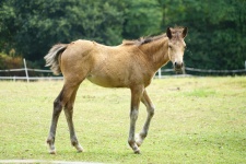 Foal, Born In Spring