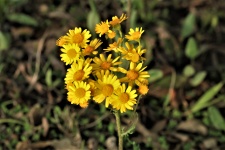 Prairie Ragwort Wildflower Close-up