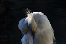 Preening White Egret