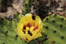 Prickly Pear Cactus Bloom And Bugs