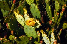 Prickly Pear With Flower And Fruit