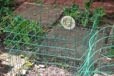 Protective Enclosure Around Garden