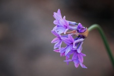 Purple Flower Of Sweet Garlic Plant