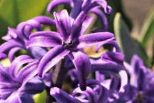 Purple Hyacinth Bloom Close-up