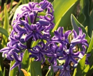 Purple Hyacinth Close-up 2