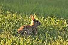 Rabbit Eating Blade Of Grass