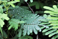 Rain Drops On Mimosa Leaves