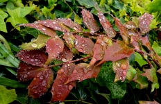 Rain Water Droplets On Garden Bush