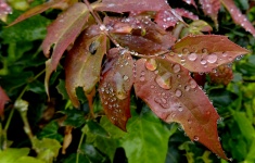 Rain Water Droplets On Garden Bush