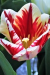 Red And White Tulip Close-up 2