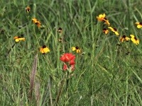 Red And Yellow Wildflowers In Field