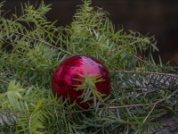 Red Bauble On Garland Plant