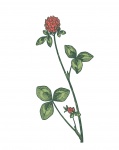 Red Clover Drawing Clipart