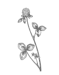 Red Clover Drawing