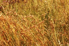 Red Coloured Wild Grass In Seed