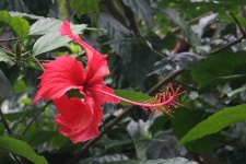 Red Hibiscus Flower On A Tree