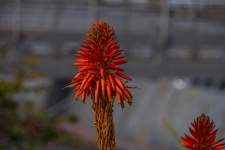 Red Hot Poker Plant