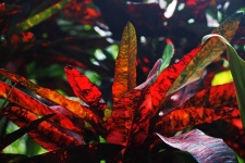 Red Leaves Of A Croton Plant