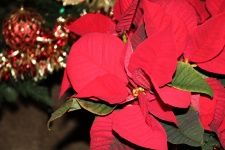 Red Poinsettia Flower Close-up