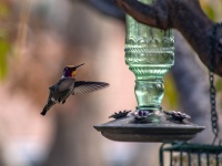 Red Throat Anna's Hummingbird