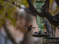 Red-Throat Anna's Hummingbird