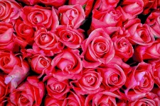 Roses. Love. Romance. Symbol. Heart