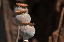 Row Of Dry Poppy Flower Seed Pods