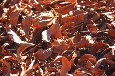 Russet Coloured Pecan Nut Leaves