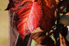 Rust Coloured Bramble Leaf In Fall