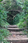 Rustic Steps Leading Up To Path