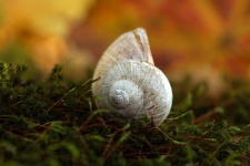 Snail Snail Shell Forest Moss