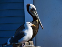 Seagull And A Pelican