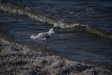 Seagull At The Shore