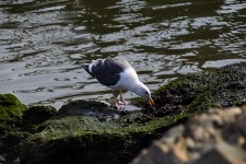Seagull Eating Mussels
