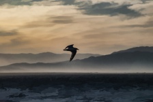 Seagull Flies Over Salton Sea