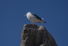 Seagull On A Rock View Beneath