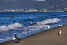 Seagulls At The Sea