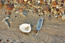 Seashell And Feather On Beach